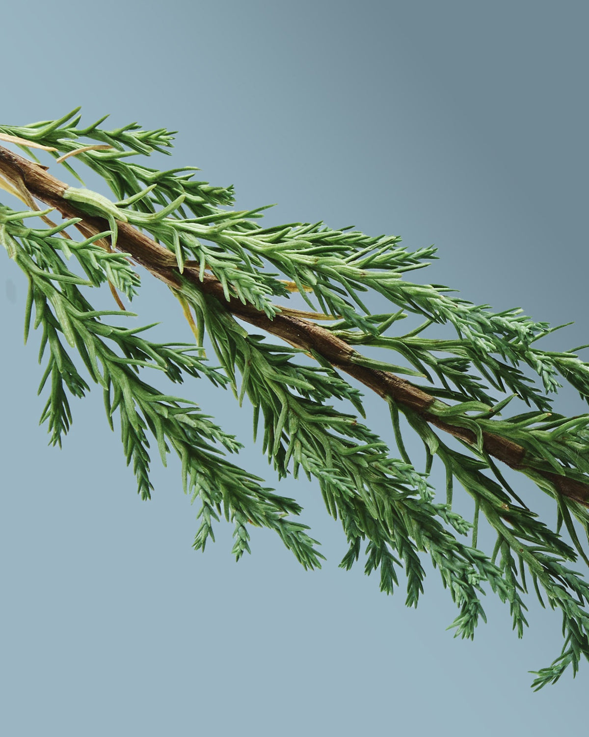 Rameau de cyprès de Méditerranée, Cupressus sempervirens
