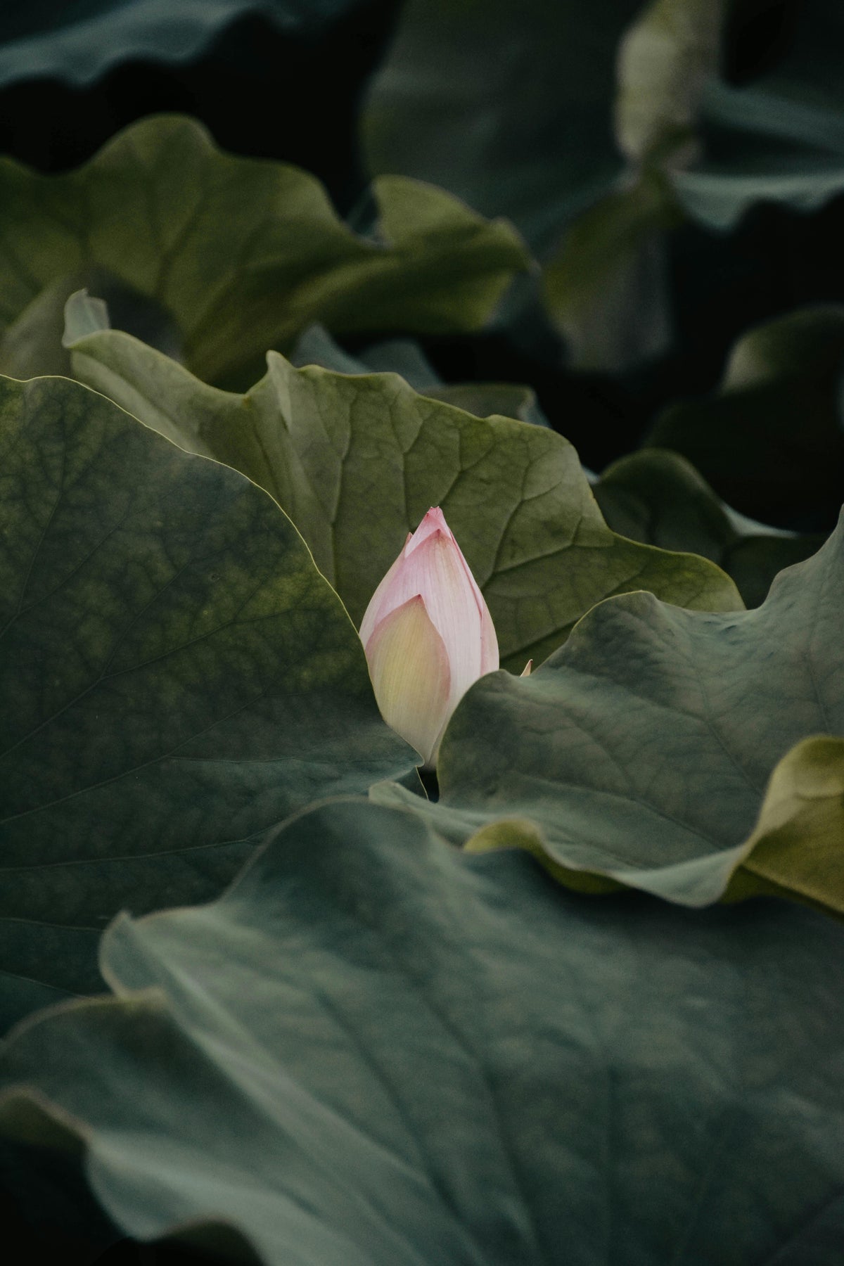 Les vertus des fleurs