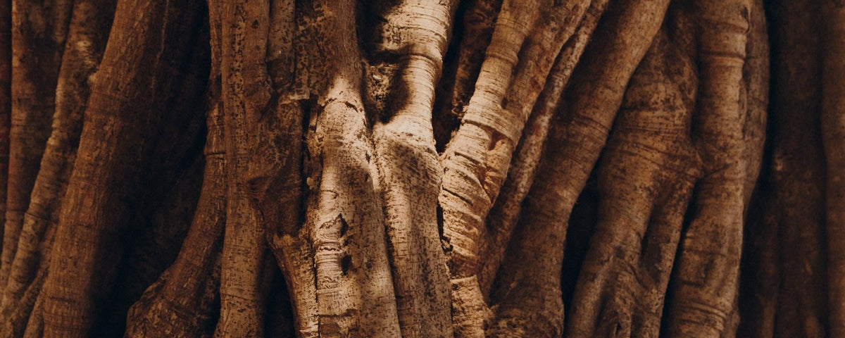 Univers du parfum Éclat du Kerala de Maison Monravel
