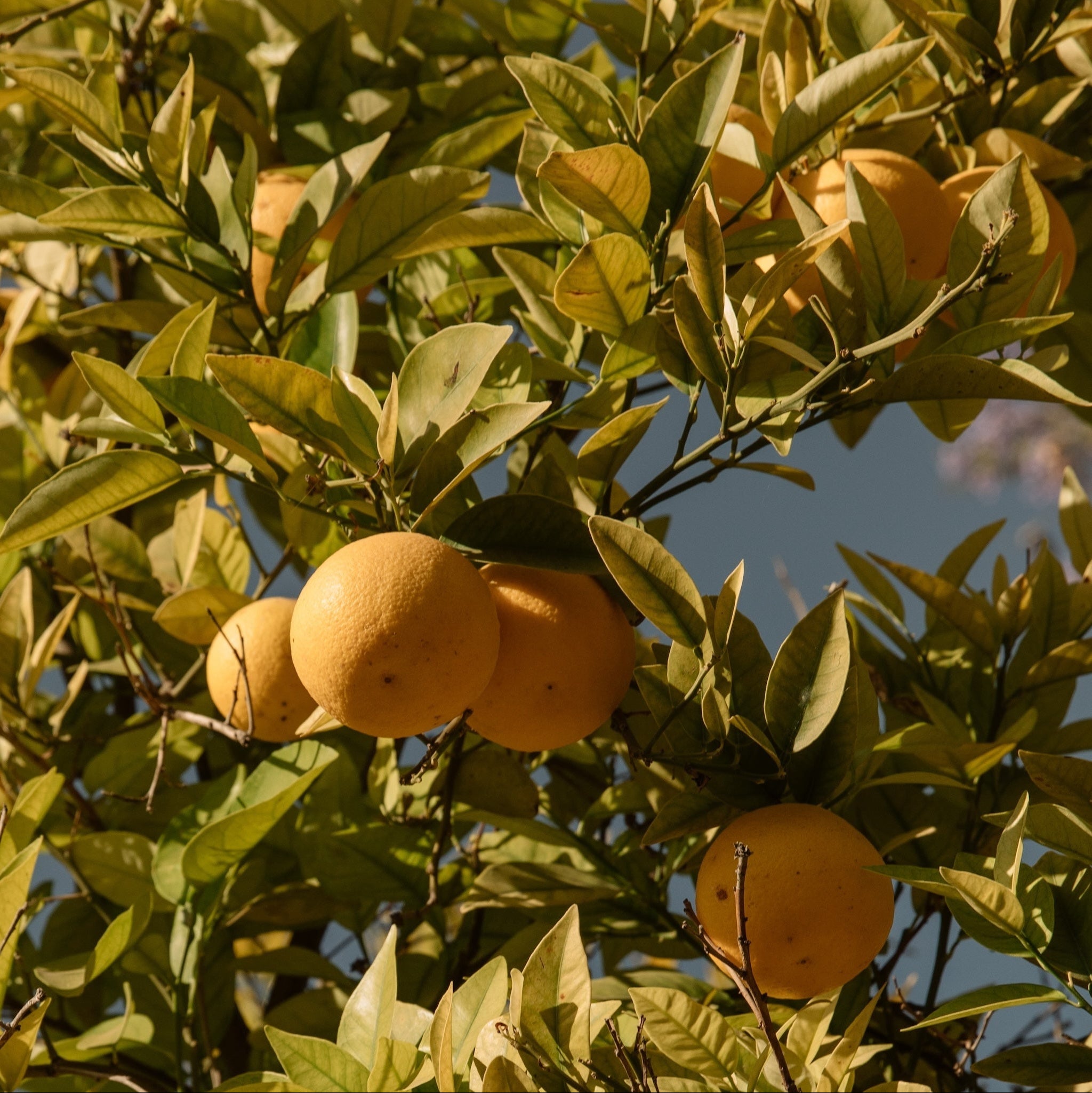 Citrus Maxima