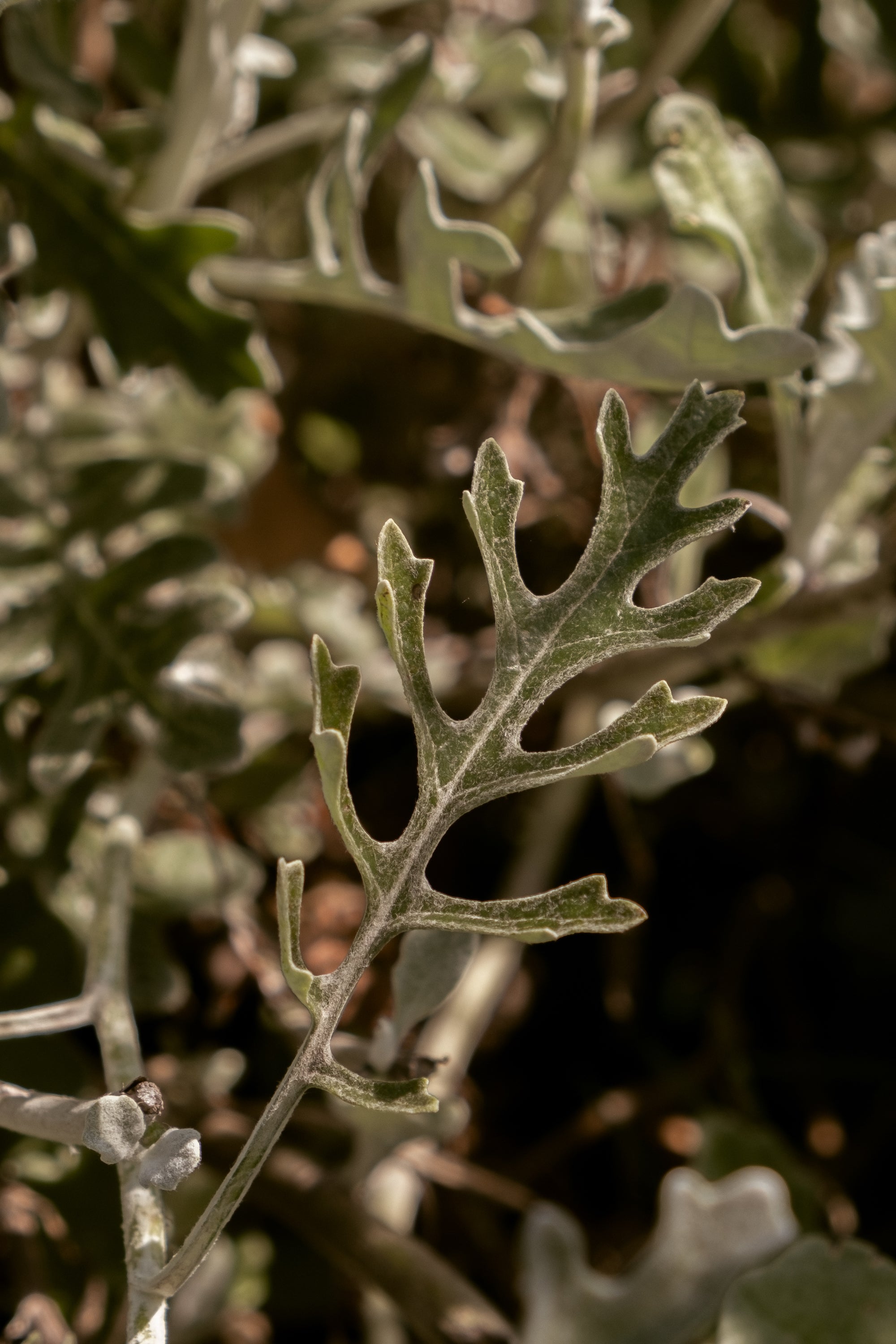 Les vertus des aromates