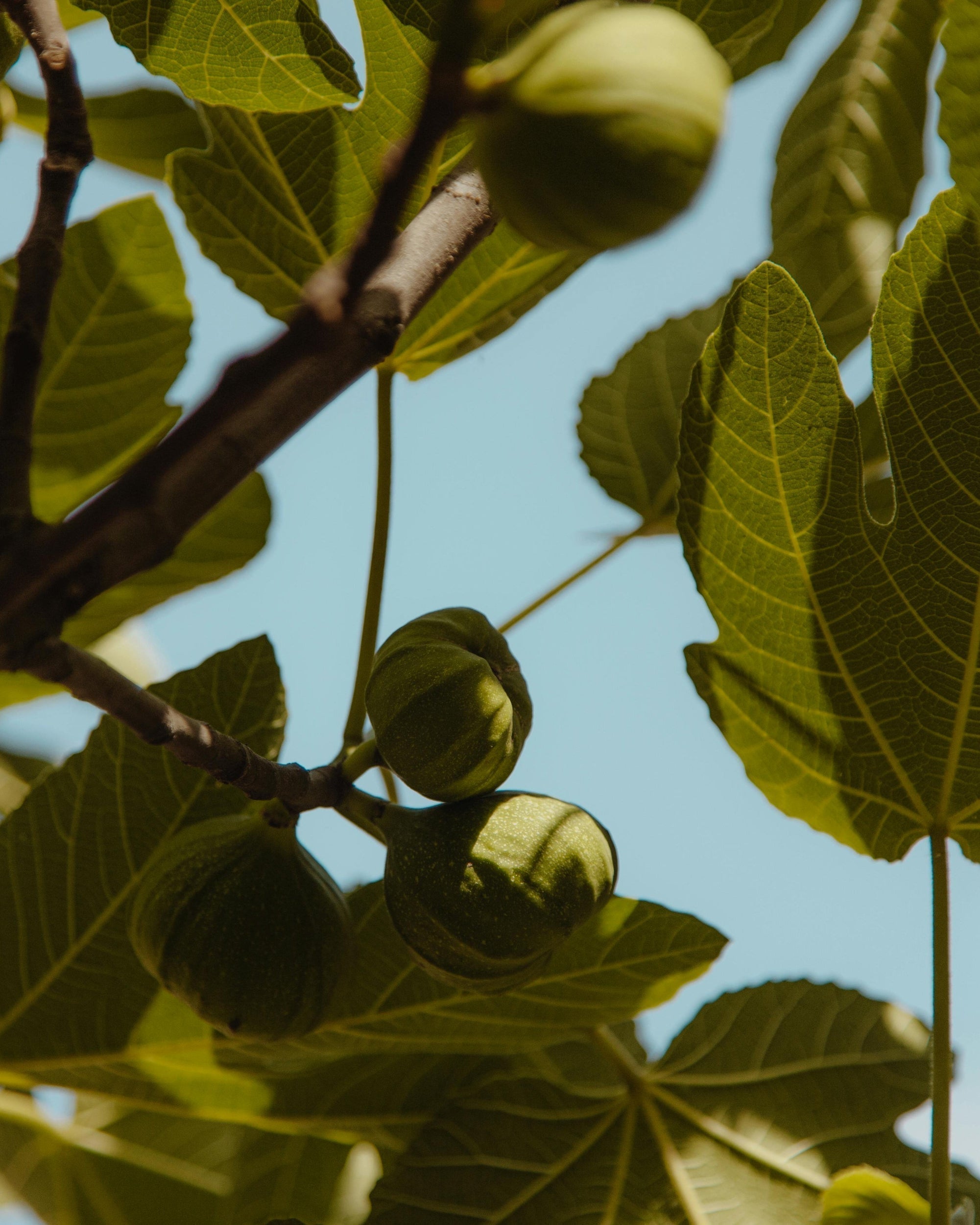 Les vertus des fruits