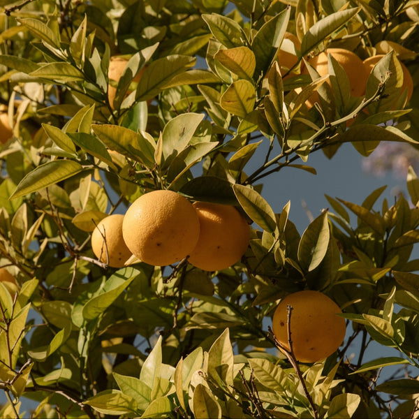 Lemon tree, an inspiration for the Citrus Maxima fragrance