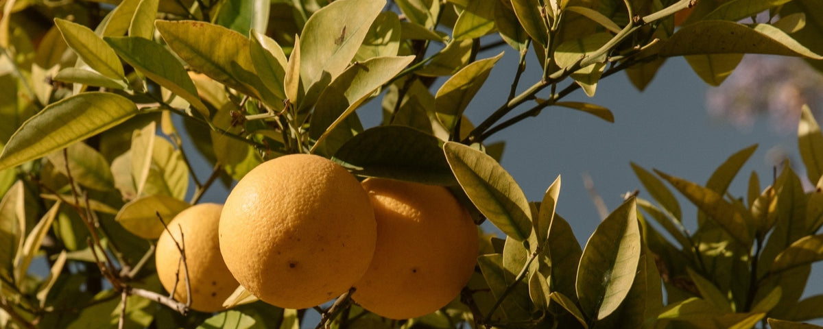 Citronnier, source d’inspiration du parfum Citrus Maxima